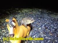 /home//u458753944/public_html/sourcegallery/////////////Roxborough Toad Detour/2021/2021-03-28/P3280103.JPG